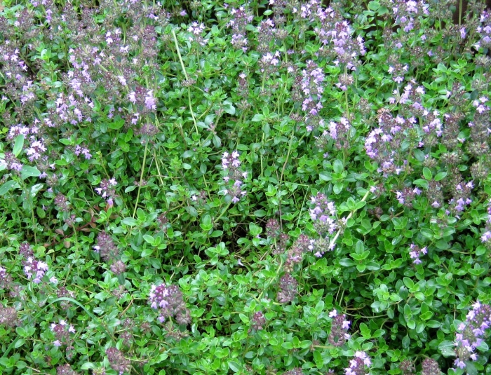 Чабрец полевой