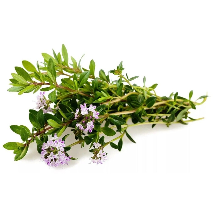 Тимьян чабер