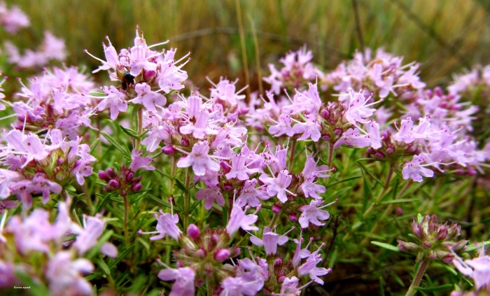 Тимьян (чабрец) ползучий (thymus serpyllum)