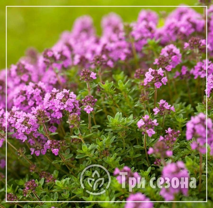 Тимьян ползучий