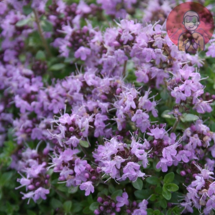 Чабер огородный ароматный