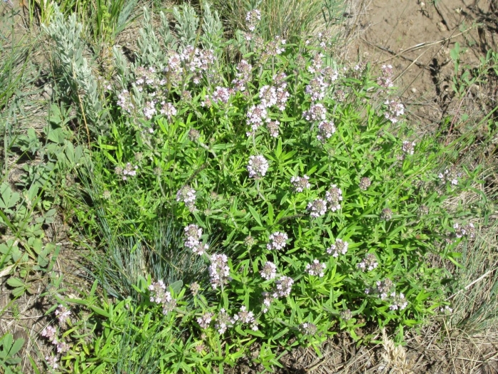 Богородская трава чабрец