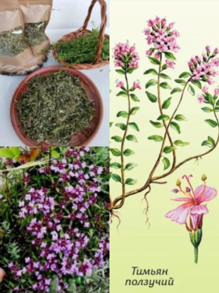 Тимьян ползучий рдр