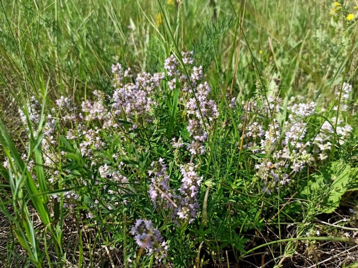 Тимьян ползучий богородская трава