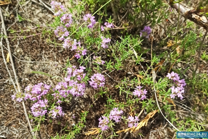 Чабрец (тимьян) палласа
