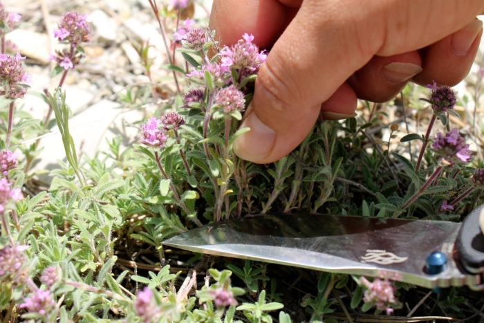 Тимьян пигмей