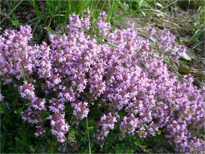 Thymus pulegioides