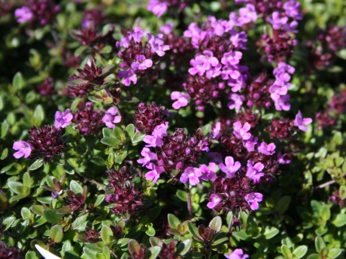 Тимьян коккинеус