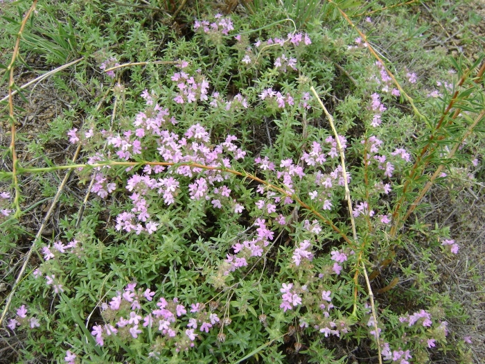 Чабрец байкальский
