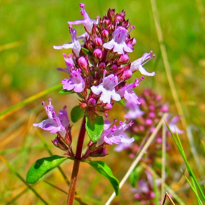 Чабрец полевой