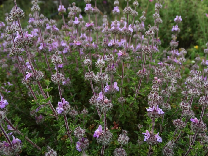 Чабер садовый ароматный