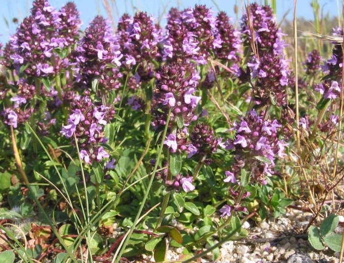 Богородичная трава чабрец