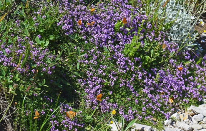 Тимьян ползучий 'albiflorus'