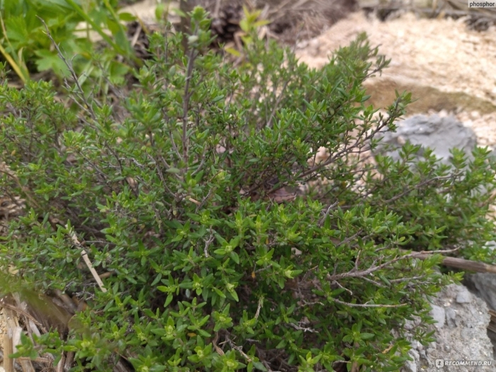 Тимьян ползучий альба