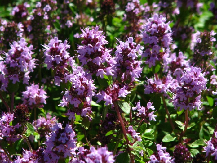 Душица обыкновенная (origanum vulgare)