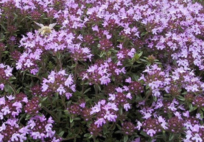 Чабрец крымский