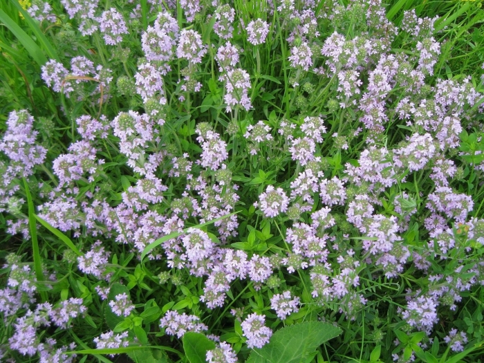 Тимьян обыкновенный (ползучий)