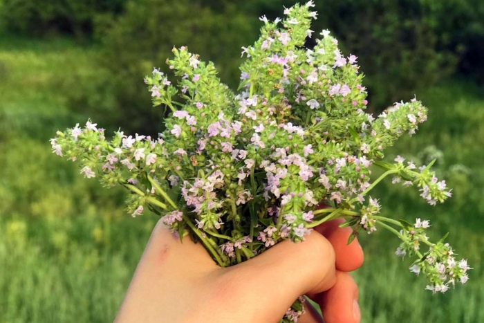 Тимьян чабрец и душица