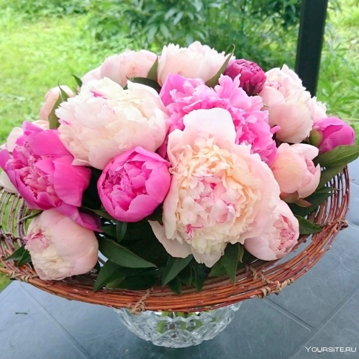 Пион одилия