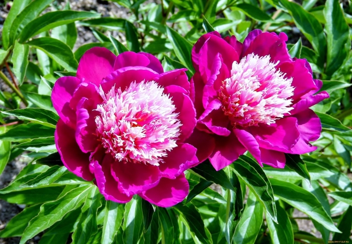 Пион молочноцветковый уайт кэп