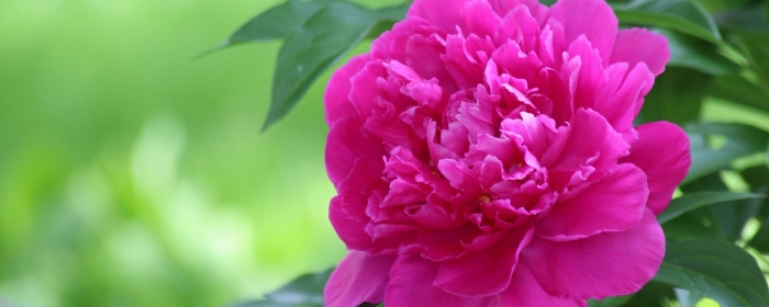 Пион бурячек малиновый