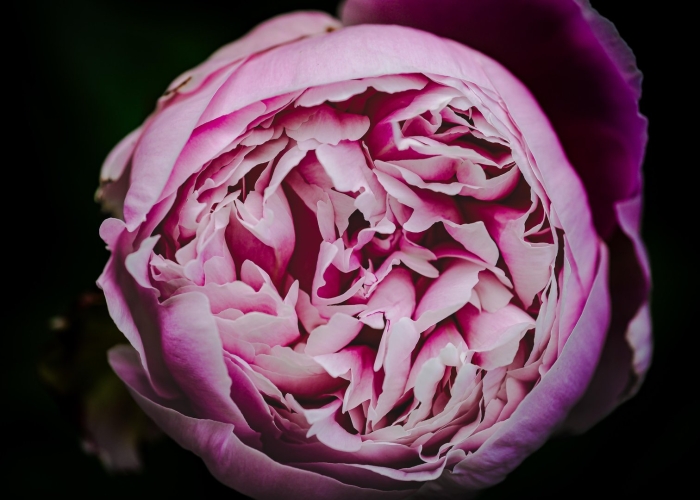 Пионы бутоновидные