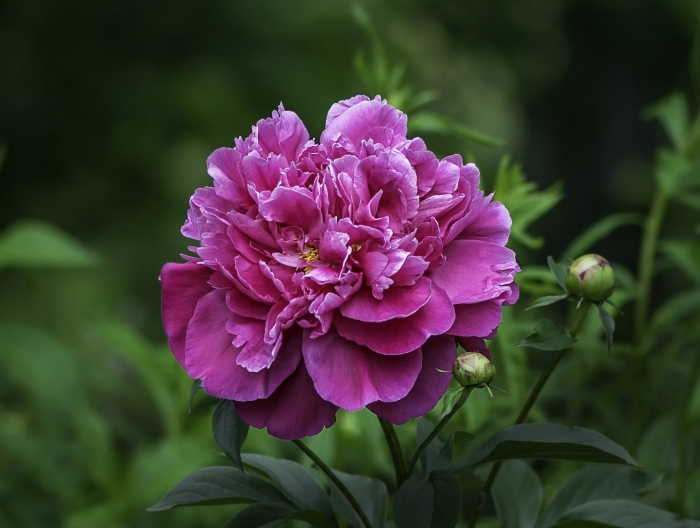 Paeonia koningin wilhelmina