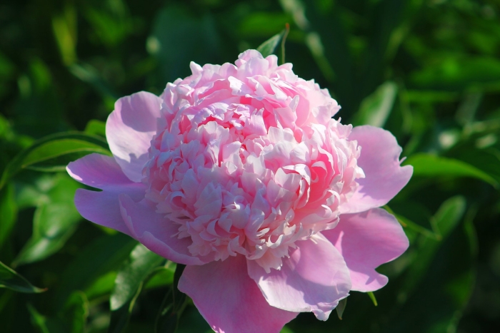 Пион мсье жюль эли