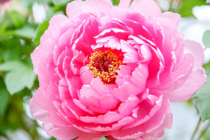 Роза пион пинк