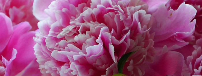 Розовые пионы