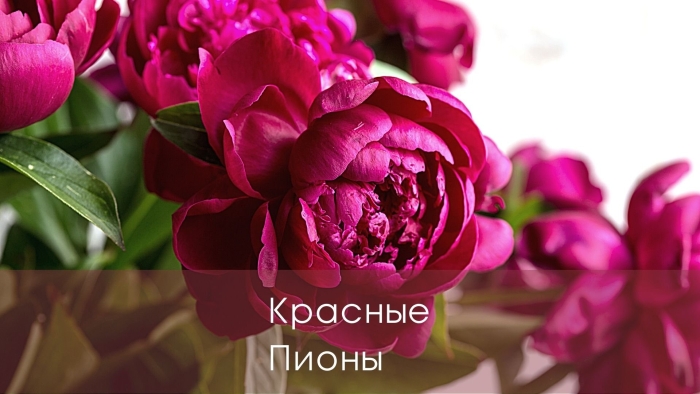 Пион красный