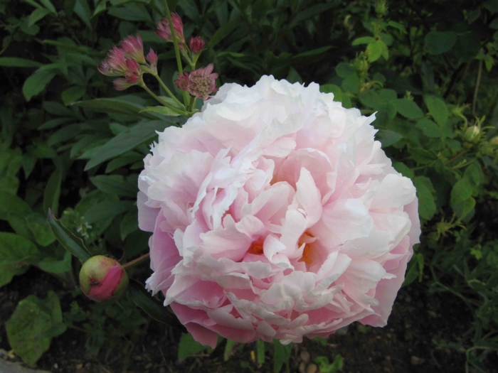 Пион травянистый