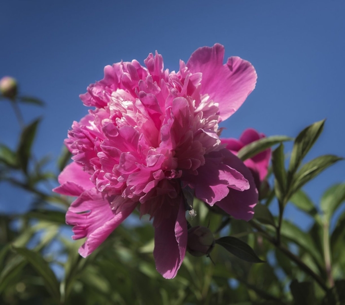 Пион эльза брабант