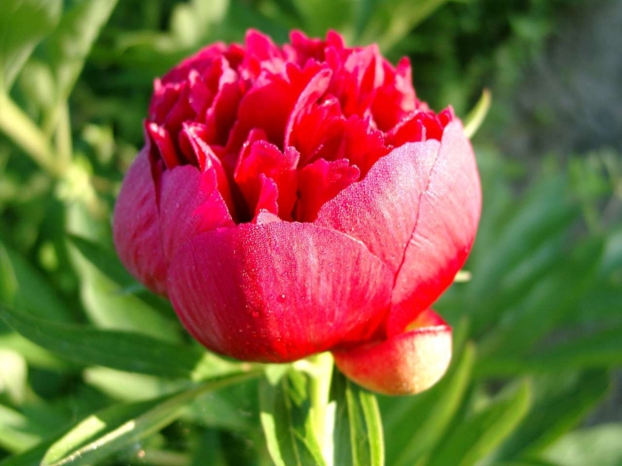 Пион красный