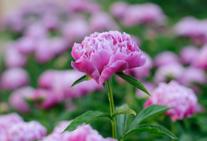 Пиони пинк (peony pink)