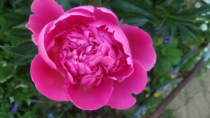 Пион patio peony rome