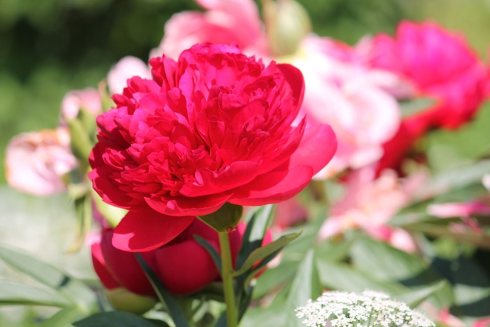 Пион молочноцветковый диана паркс