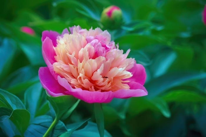 Королевские пионы