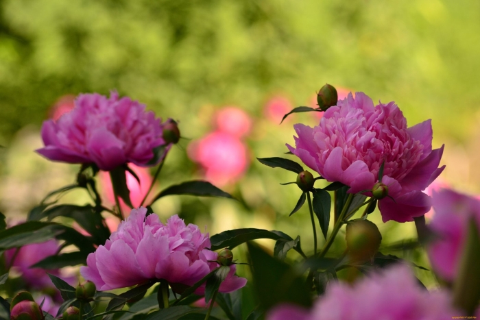 Майские пионы