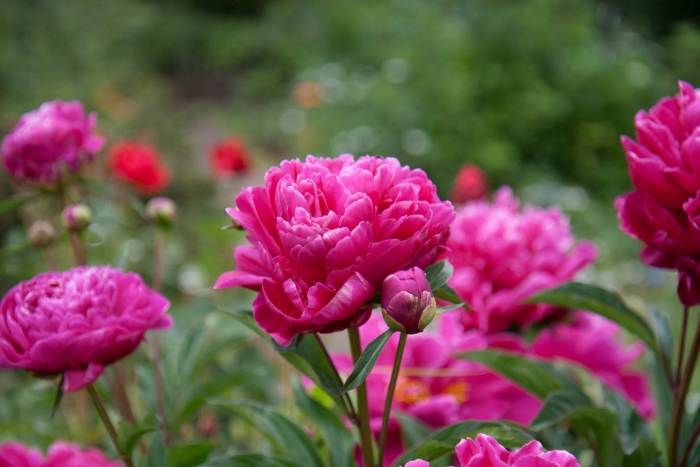 Пион сплендид корнелия