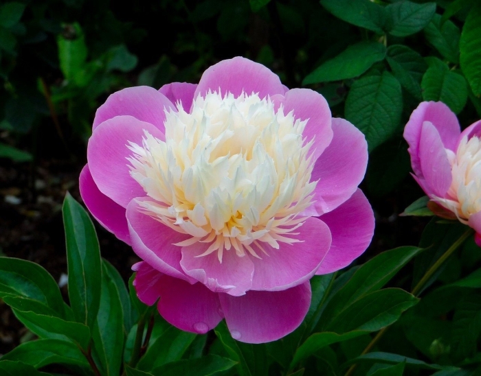 Пион гай пэри