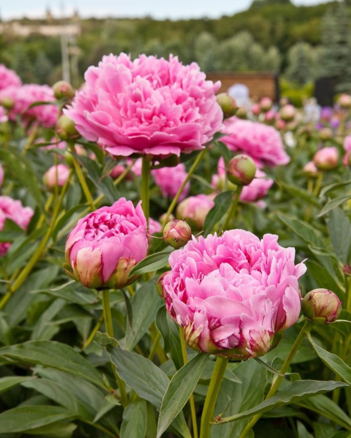 Пион джулиска