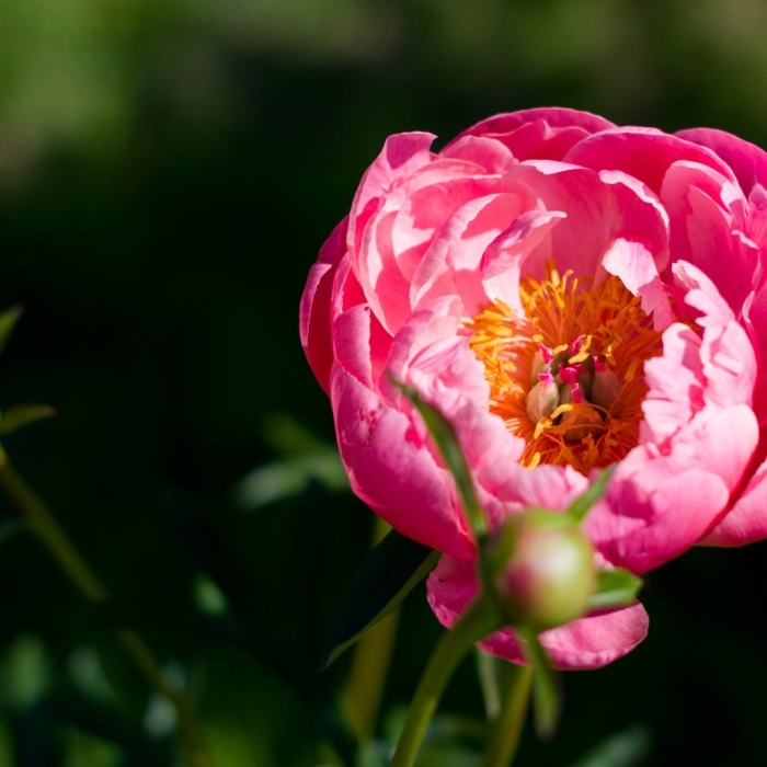 Пион корал сансет