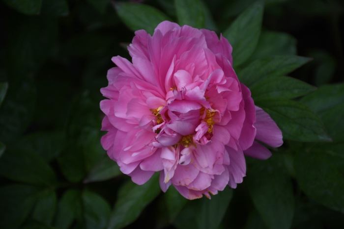 Пион lady alexander duff