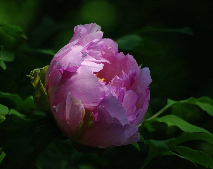 Пион офелия