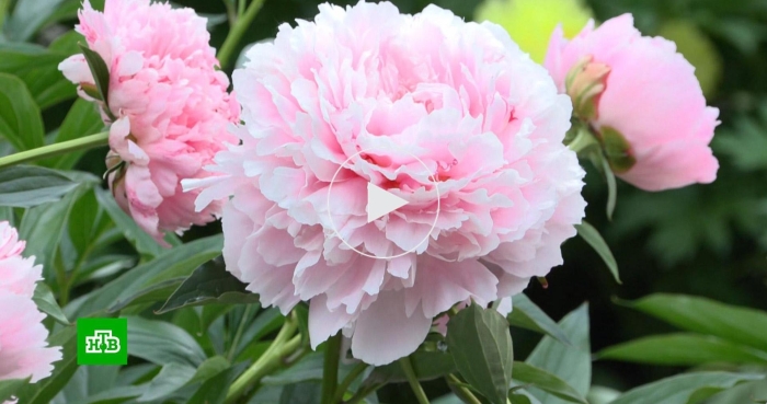 Сорт пиона сара бернар