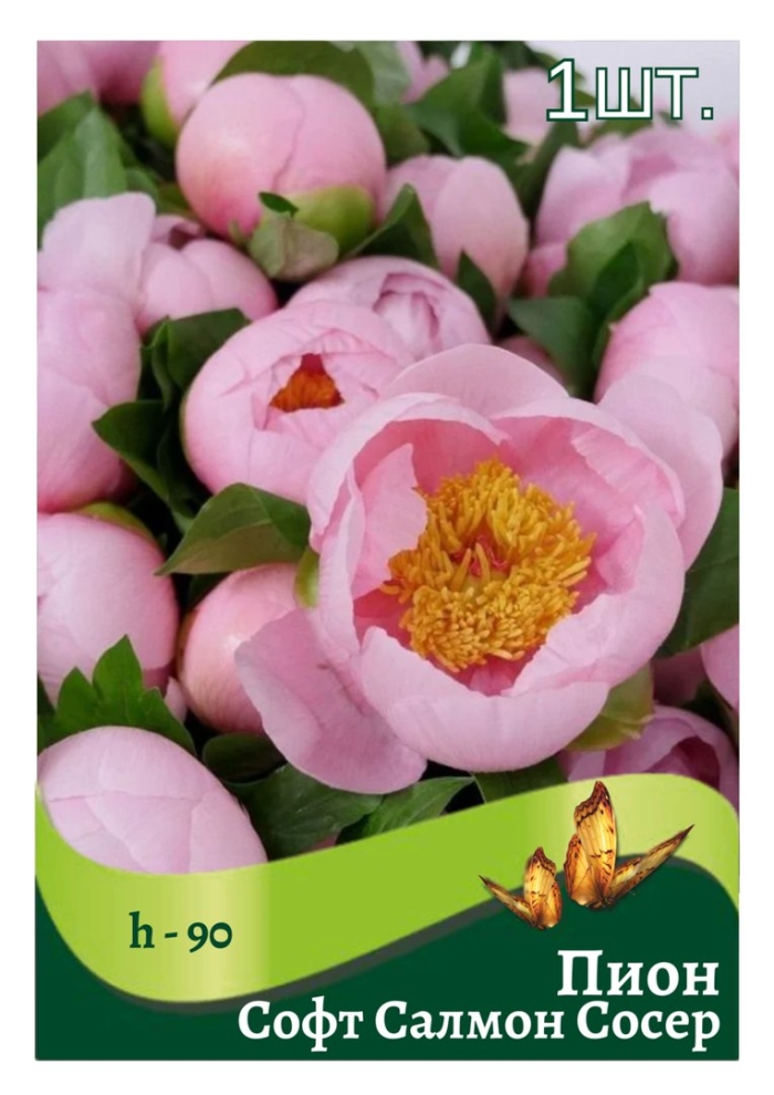 Пион soft salmon saucer