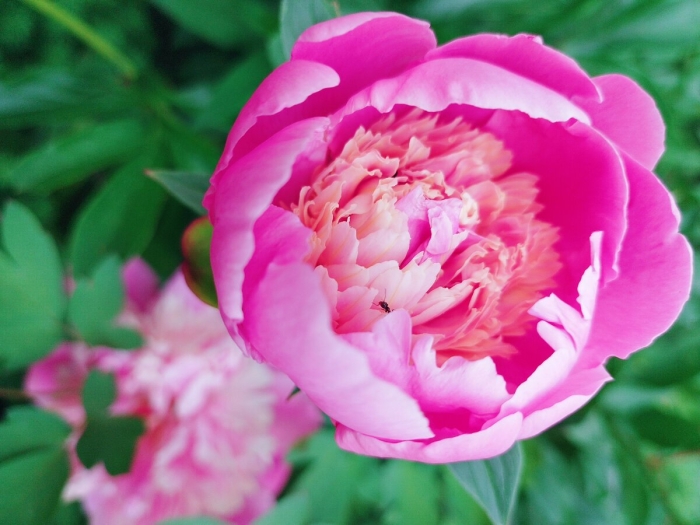 Розовые пионы