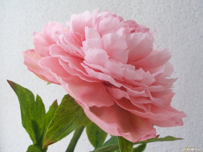 Пионы из полимерной глины