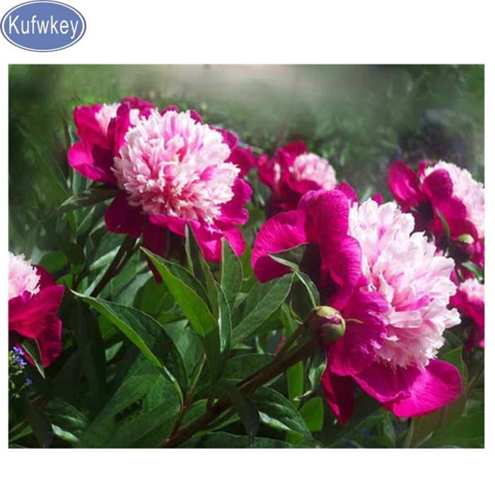 Пион симанисики